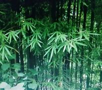 绿甘如战，鹿星尼基战志增(五台山管委会赵如战被隔离审查)